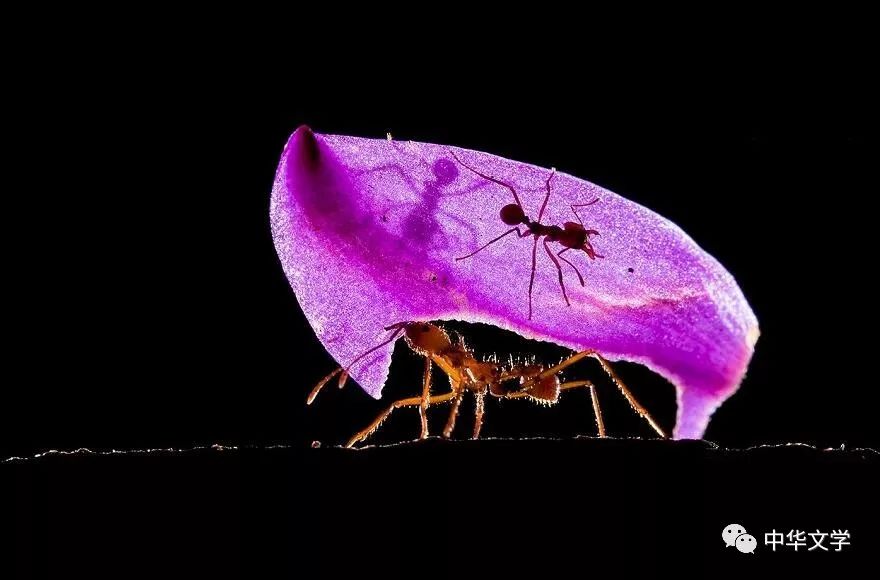 一朵鲜花一群行走在阳光下的蚂蚁你所见到的笑容都是一样真诚