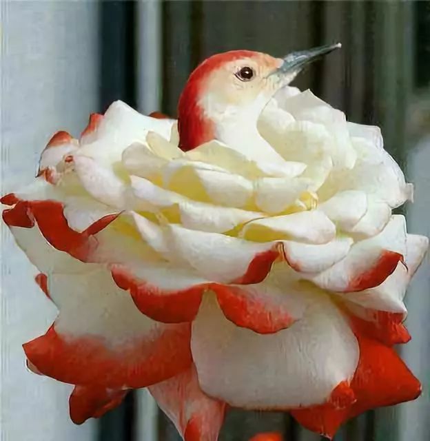 100种怪鸟真是太罕见了见过这5种算你牛