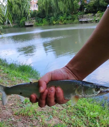 老虎","黄箭鱼"等等……这条"超级大鱼"看起来几乎跟这位钓鱼人一般高