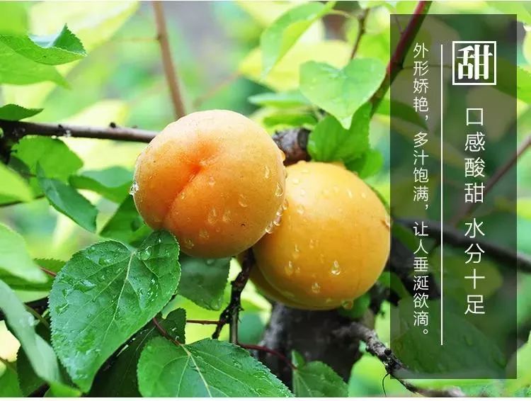 海盐优选 ▏新品上市大杏梅,低价团购开启,让您"杏"福美满