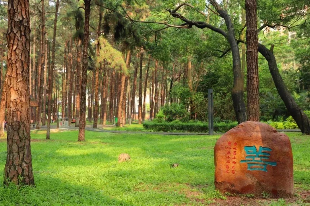 夏季避暑,松树高耸,绿树成荫的松林公园,是一处绝美的避暑地.