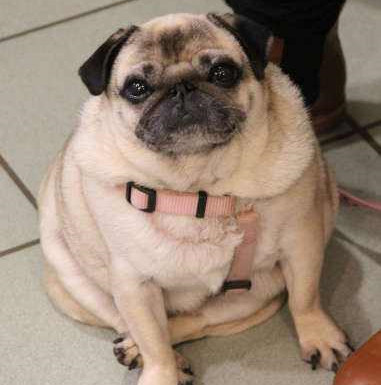 励志肥狗八哥的艰辛减肥路