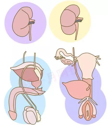 就如同我们把普外科医生(做胃肠道手术的)称为"掏粪工"一样.