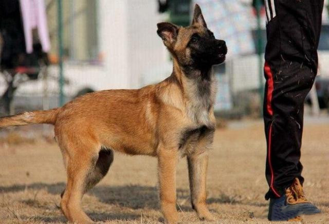 想养一只好马犬却不知道怎么挑选用下面5个方法就可以