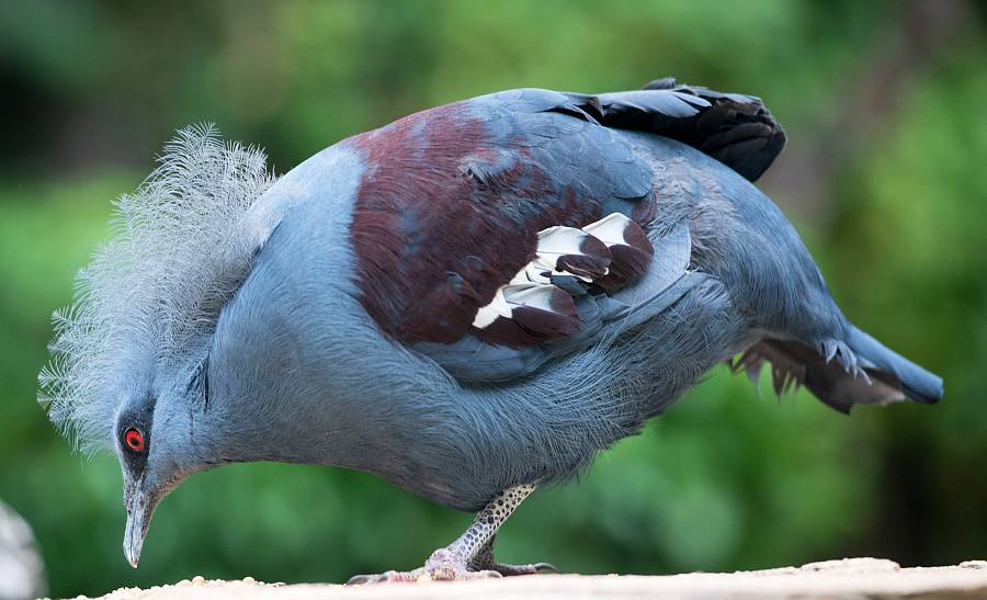 蓝凤冠鸠是整个鸟纲之中最具杀马特气质的鸟类