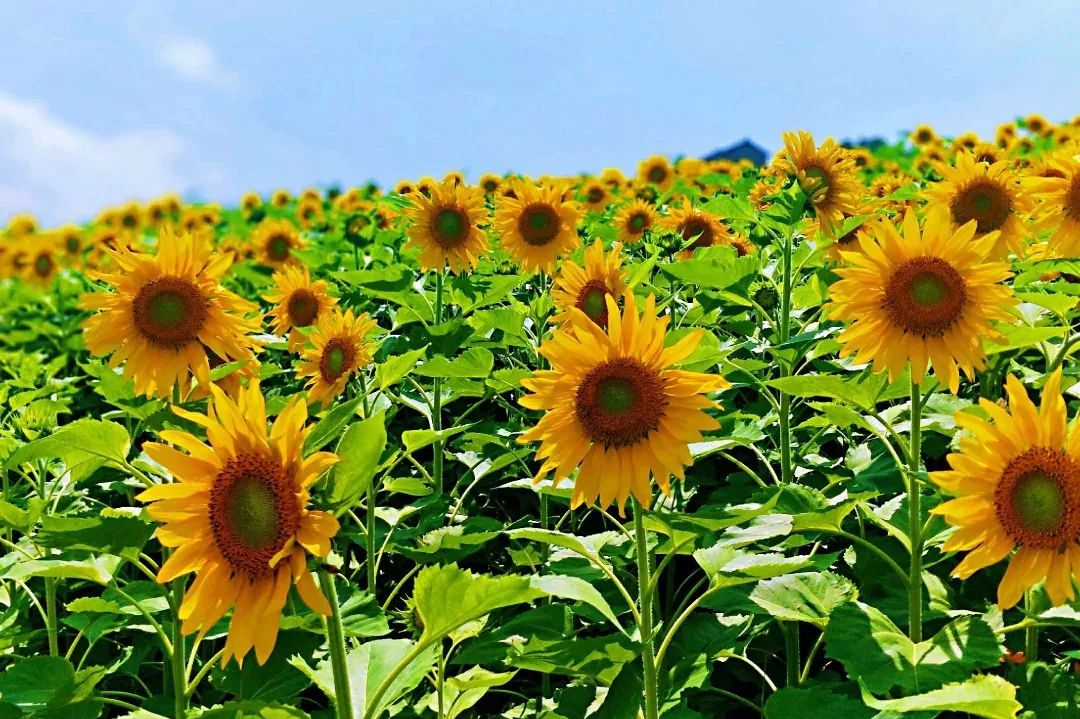 7月6日 賞百畝向日葵,打卡網紅水壩,夢幻彩虹橋,抖音搖擺橋