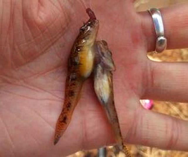 爬壁虎鱼,壁虎鱼_大山谷图库