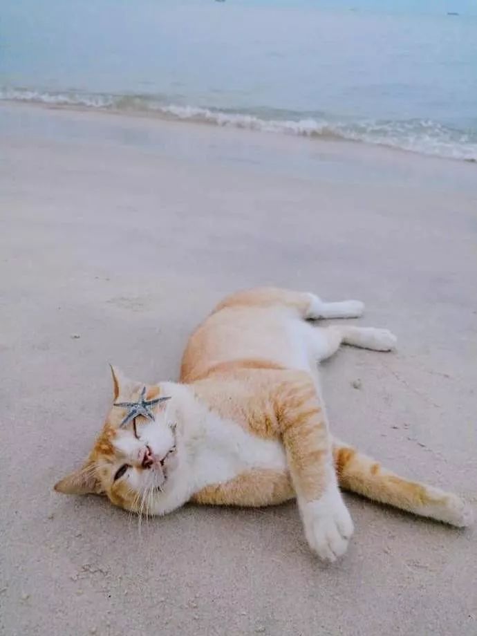 带猫去海边玩,当它遇到一只小海星后,它开心得像个孩子!
