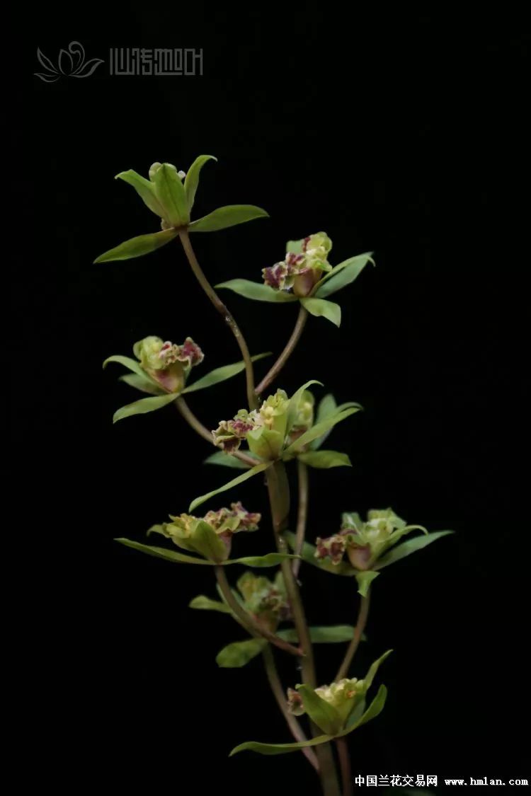 帝王之相绿牡丹花开时节动京城