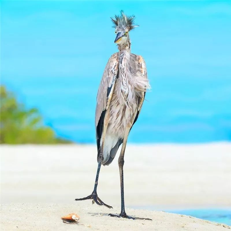 100种怪鸟真是太罕见了见过这5种算你牛