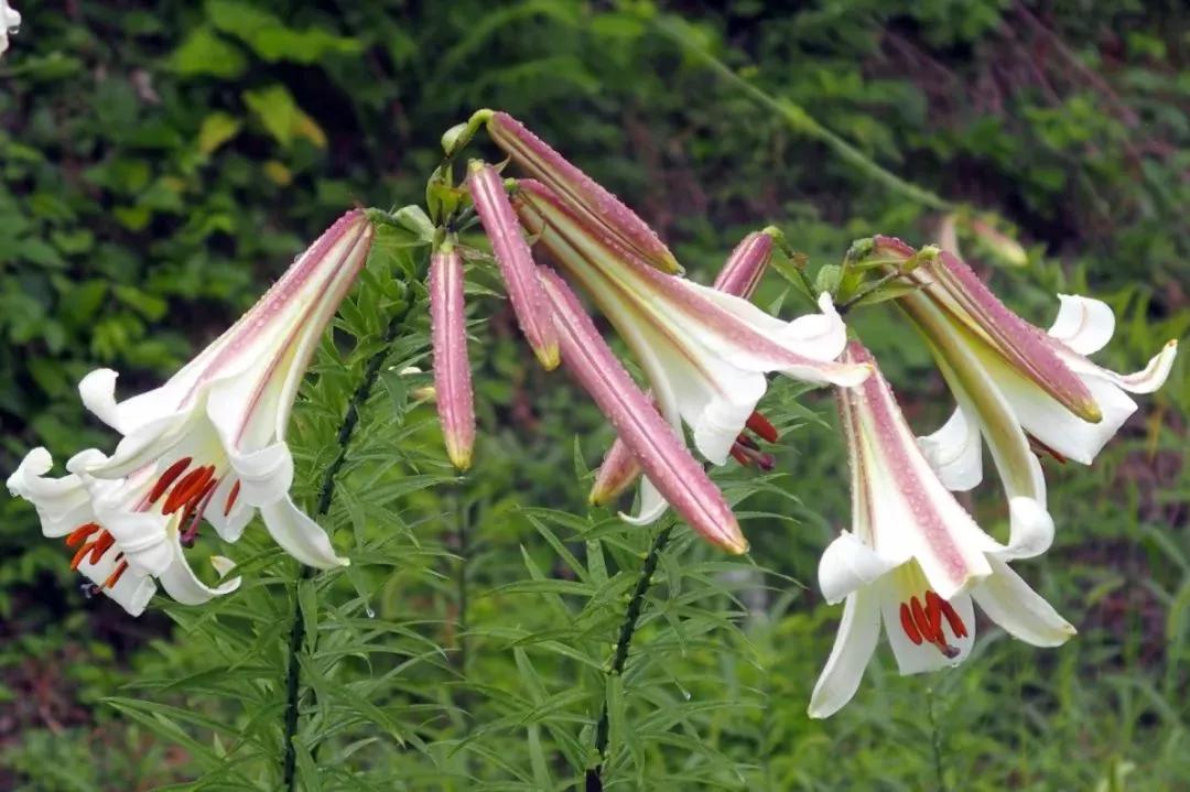 百合花,大邑县金星乡天府花溪谷景区的绣球花,都江堰市天马镇玫瑰花