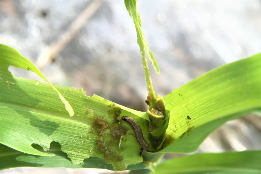 若在产卵前可迁飞500千米每晚可飞行100千米借助风力进行远距离定向