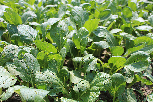 菜叶上有洞蔬菜真的更安全吗?