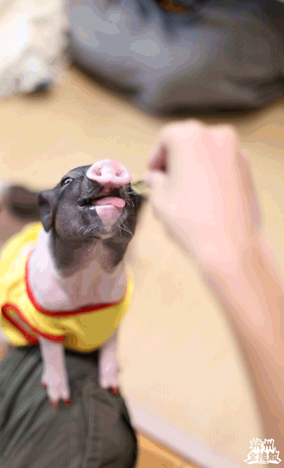 猪吃食动态图片搞笑图片