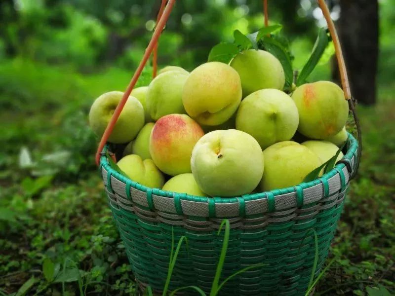 巴南的香桃熟了吃货们赶紧看过来