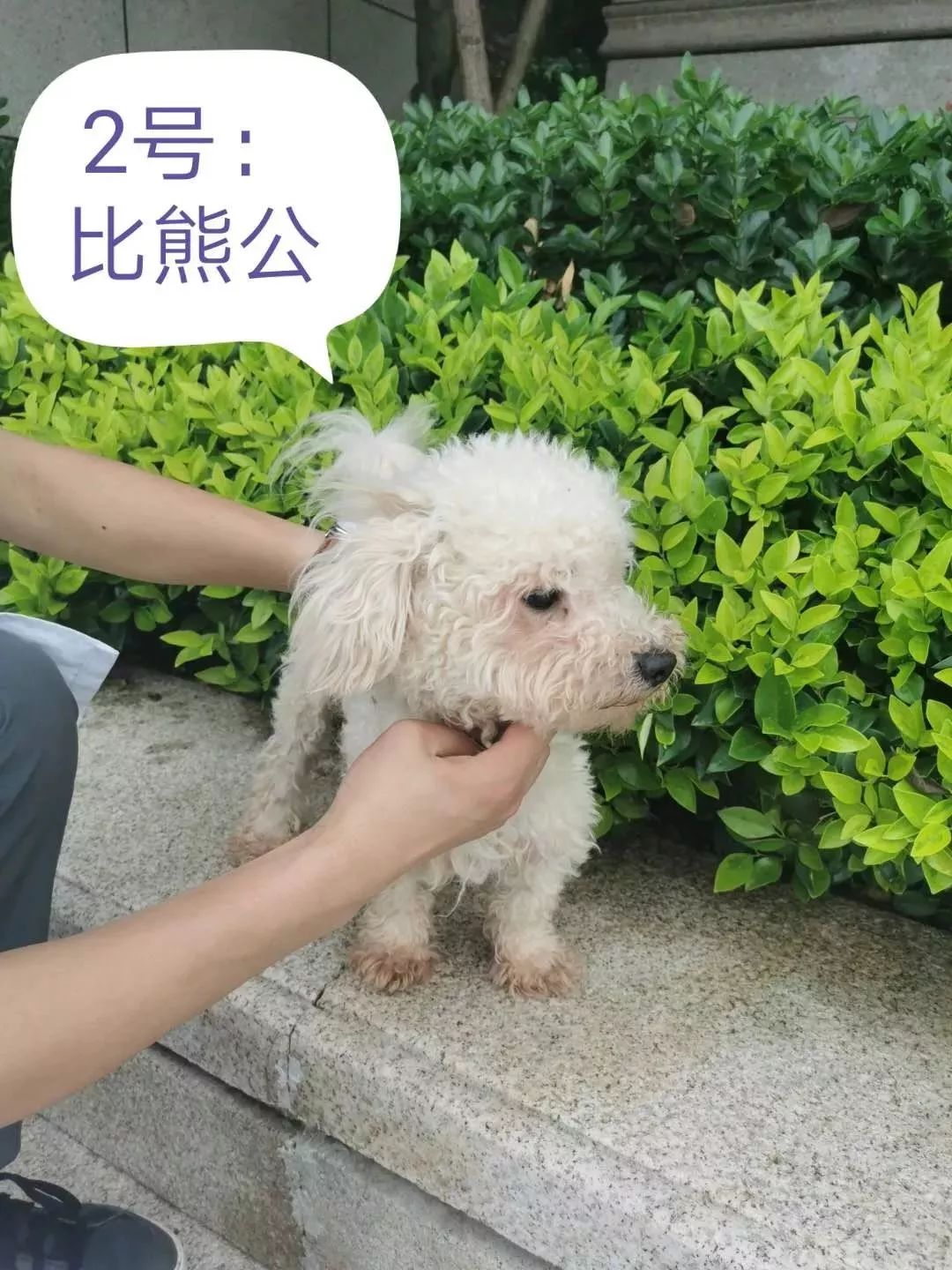 富阳区第二期犬只领养活动等你来报名