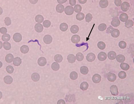 国家卫生健康委临床检验中心2019年第1次寄生虫形态学检查室间质量