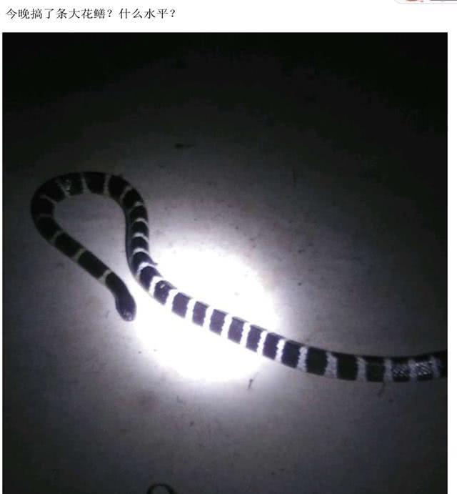 电鱼机有多霸道湖北男子电鱼竟连蛇中一哥都电死