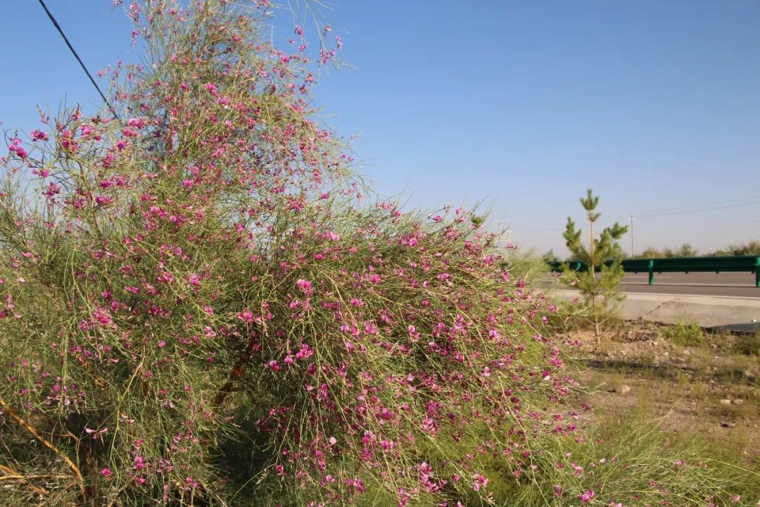 沙柳图片花棒图片