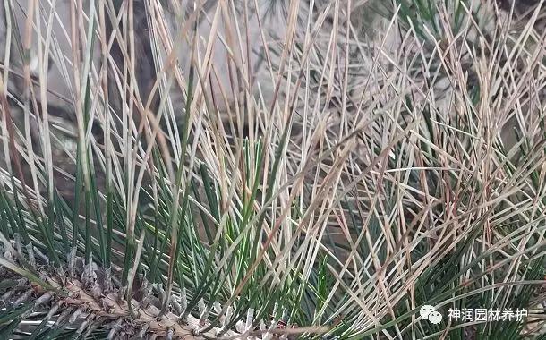 产品实地推广松赤枯病的防治方案