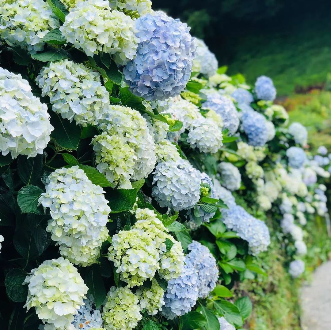 7月不容錯過的繡球花海!比鎌倉的還迷人!機酒全包超省心!