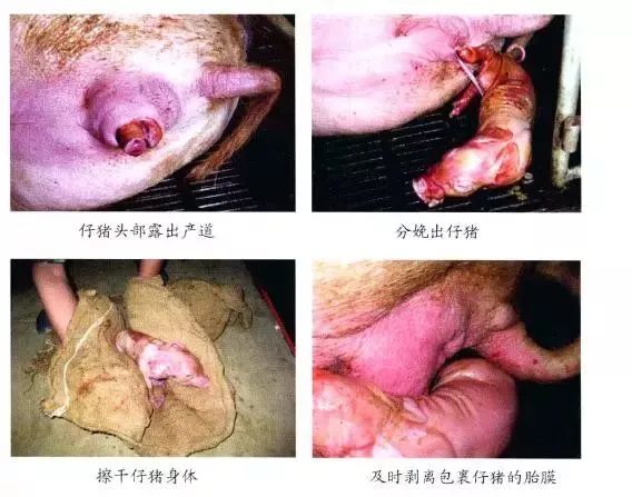 猪场管理者你真的会给母猪接生吗我们看看专家怎么说