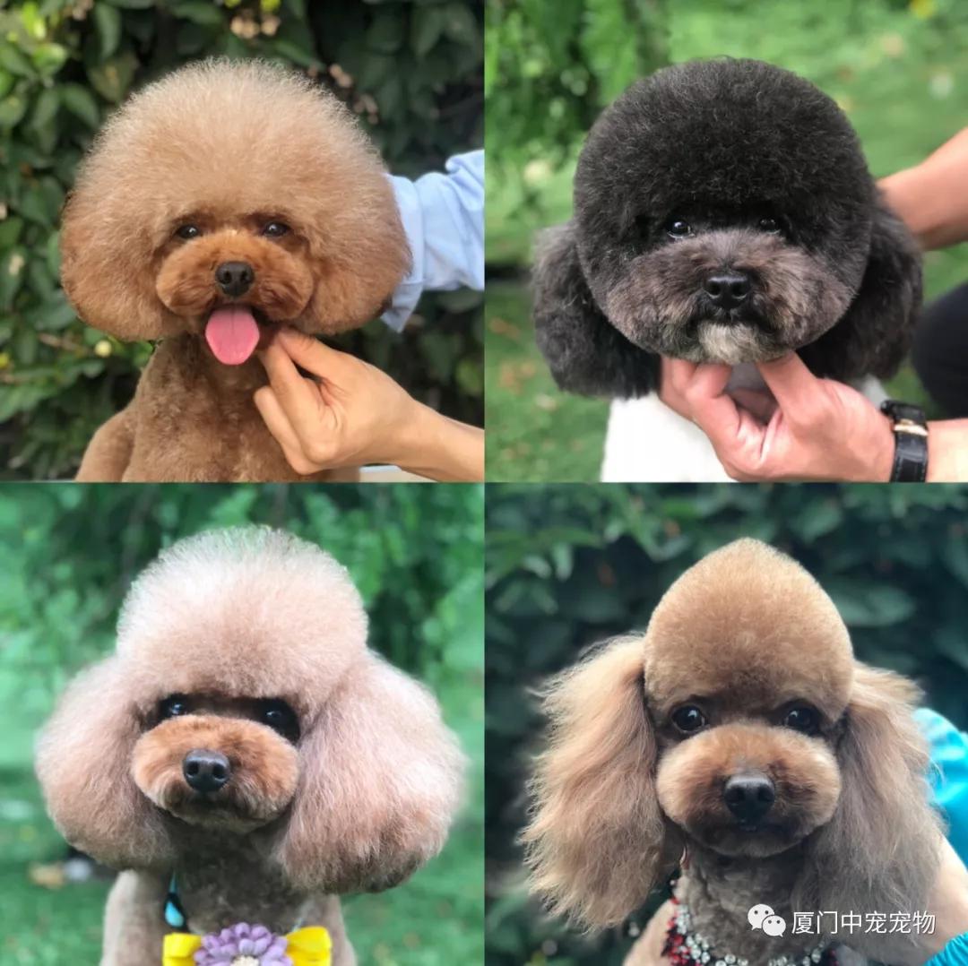 想开宠物店,学习宠物美容,小白要如何挑选学校?