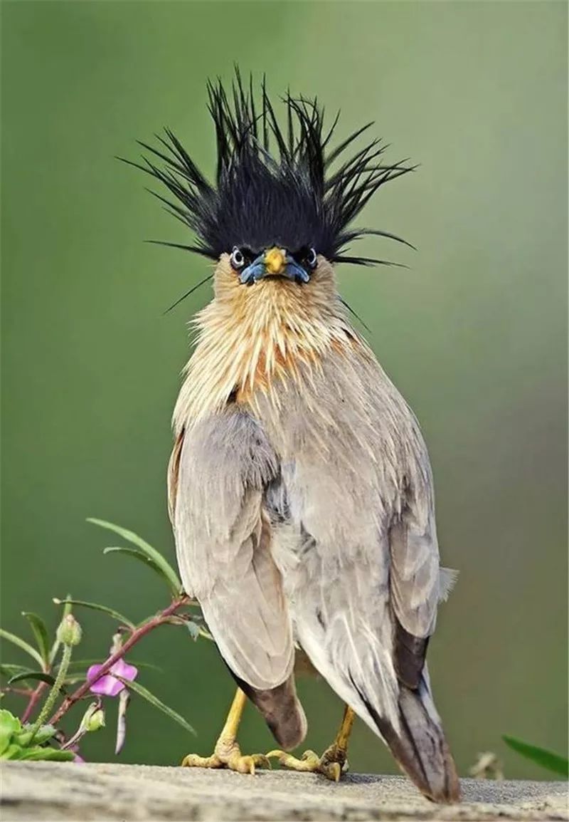 这不是雷震子的发型吗?看这只鸟的外形我就知道,出生之