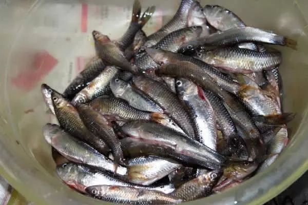 这种小鱼个头小,嘴更小,拖着饵料乱窜,钓鱼人特别讨厌它