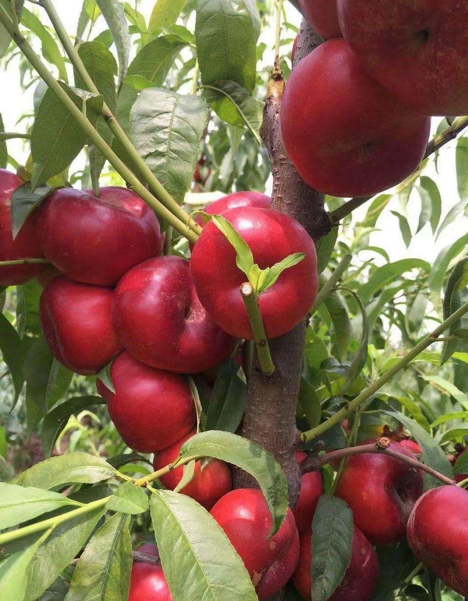 这几年火热的品种早熟油蟠是目前发展的趋势