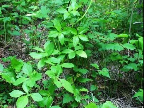 这个植物在农村无人问津,却能卖50元一斤,乡野看到别再错过_海螺