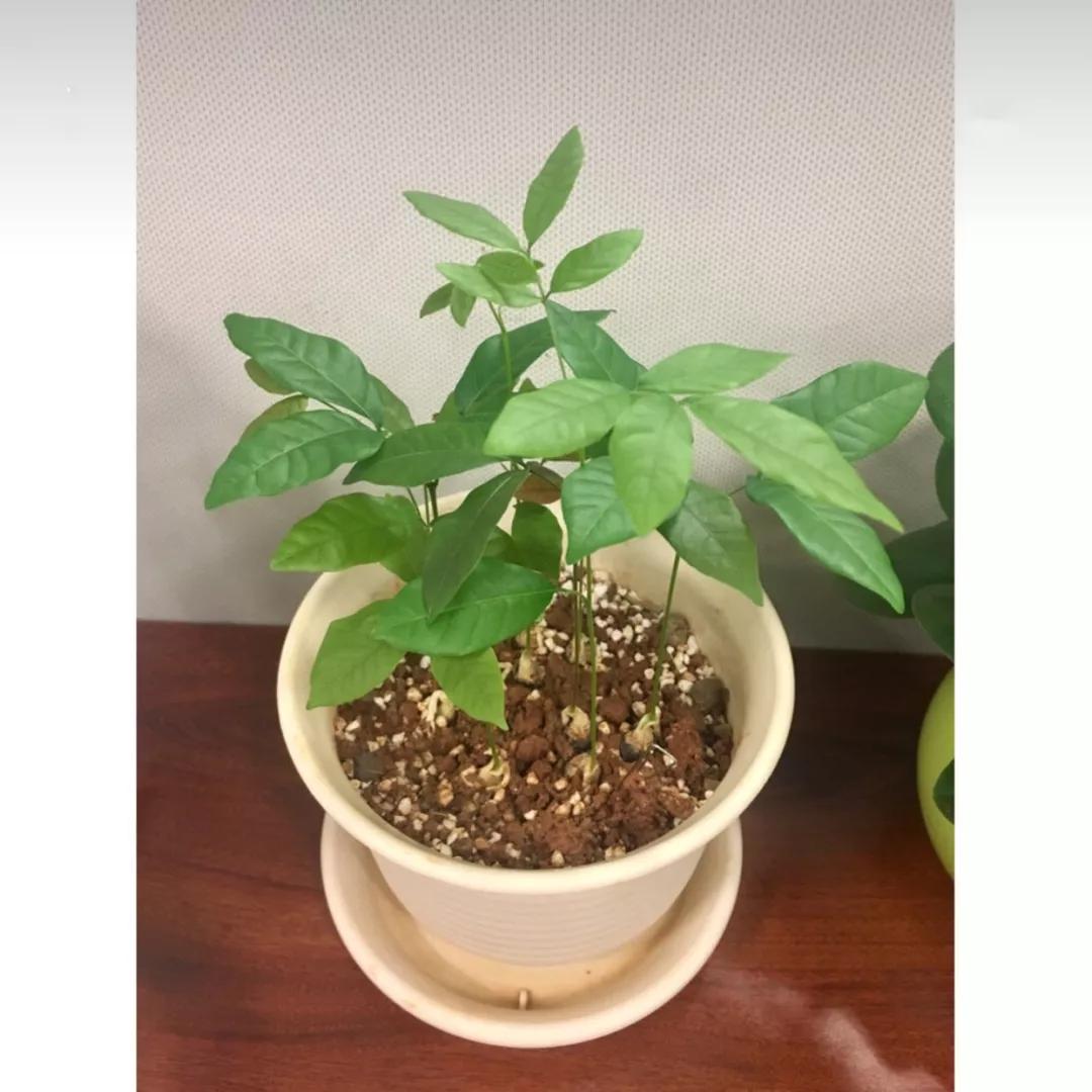 教你10天养成龙眼小盆栽 》