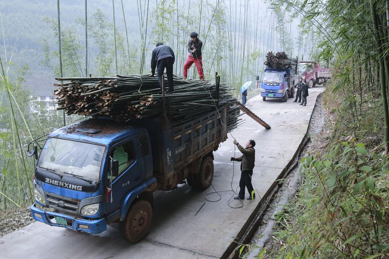 王锡云家住赤水市两河口镇大荣村,他家有60亩楠竹和20亩杂竹.