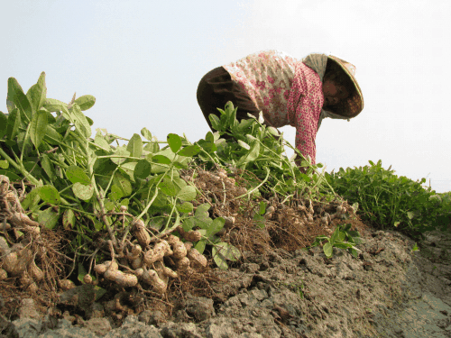 花生种植时间要选择好施肥和除害是关键这么做产量比较高