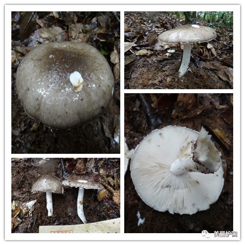 (四)未分型1,鹅膏类(1)红托鹅膏:生长于枯木林中;菌盖橘红色,有黄色