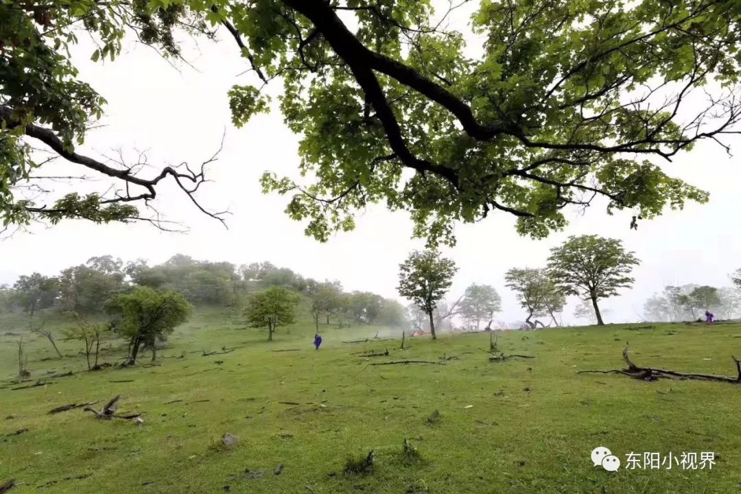 雨後入林驚,鳥稀人獨行.悄悄天色暗,遠吠兩三聲.