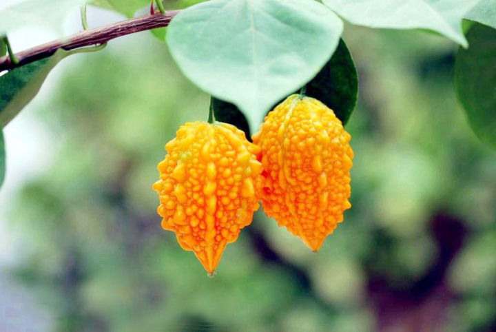 食用|为什么我们不等苦瓜变甜了再吃？