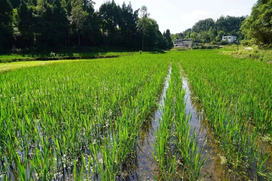 今日縉雲宮前女婿志願加入和聯整治縉雲茭白開闢南江扶貧根據地