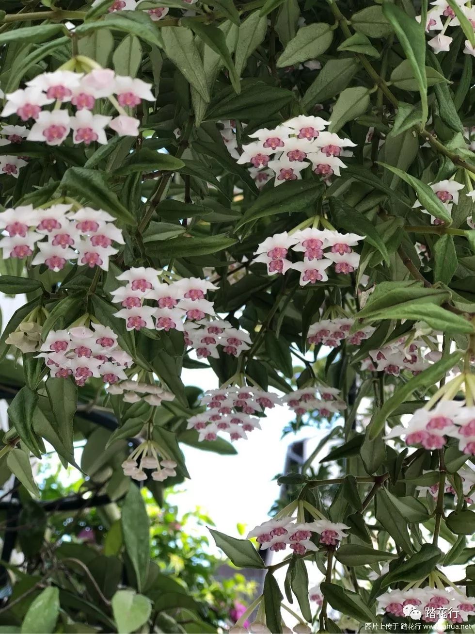 开爆的球兰贝拉