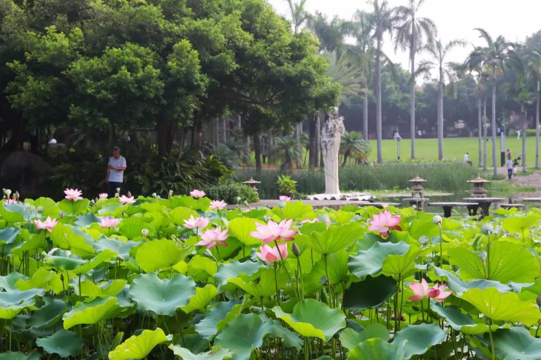 期一度漏水,池泥干涸莲花公园内的荷花池从2018年2月份开始挨挨挤挤