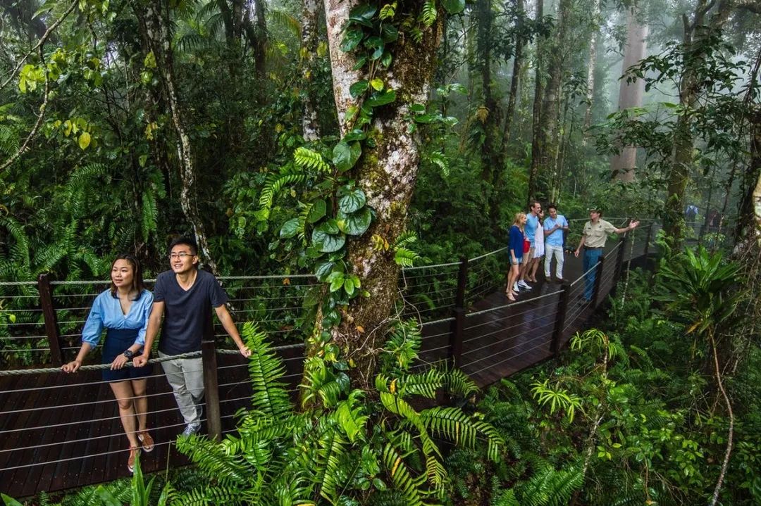 地處凱恩斯與大堡礁地區的溼熱帶雨林(wet tropics),氣候涼爽,風景