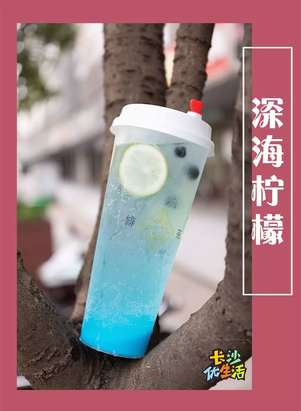 蓝莓益菌多图片