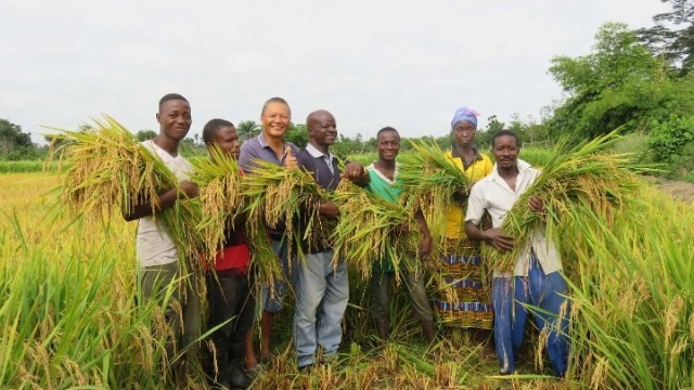 中非农业合作中国杂交水稻在非洲创高产纪录