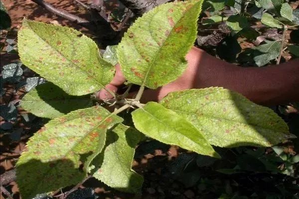 防控苹果早期落叶,应当早动手!