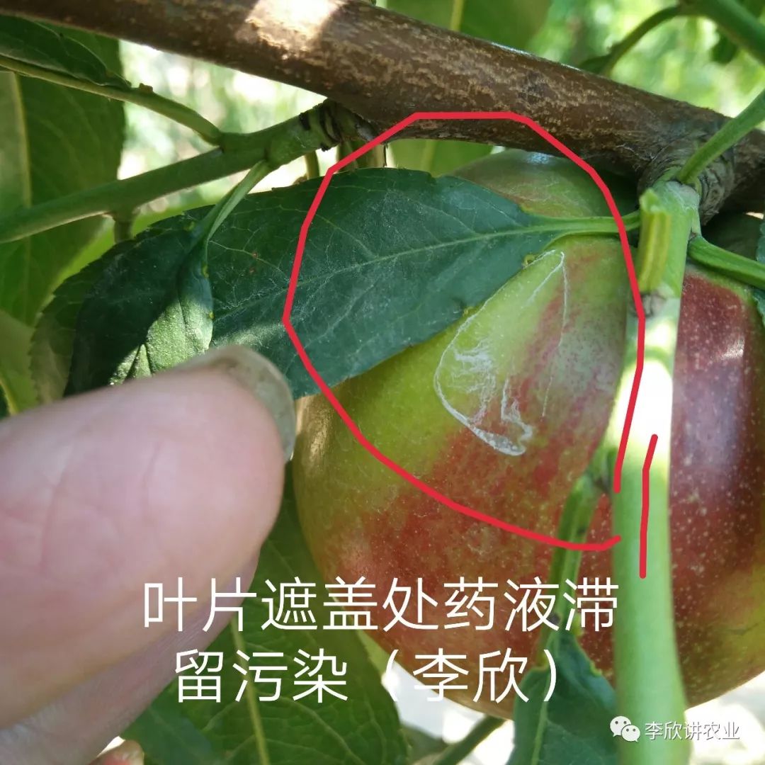 桃树蓟马危害图片图片