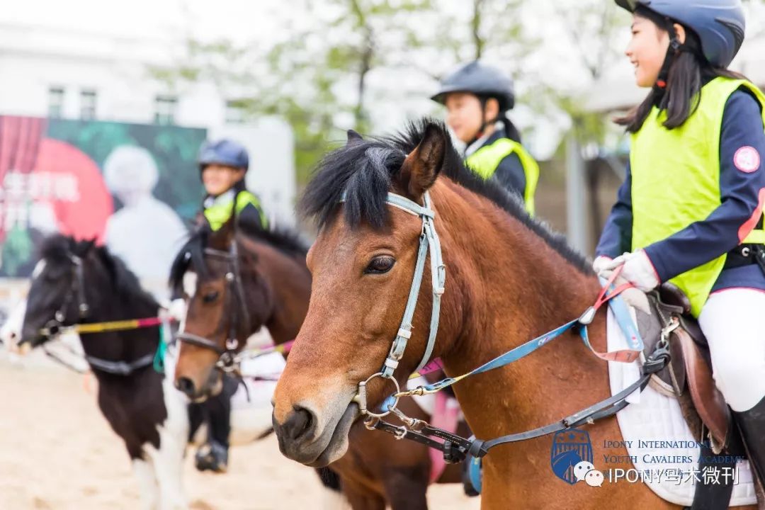 马术考级2019法国galop马术考级夏令营助你成为真正的骑士