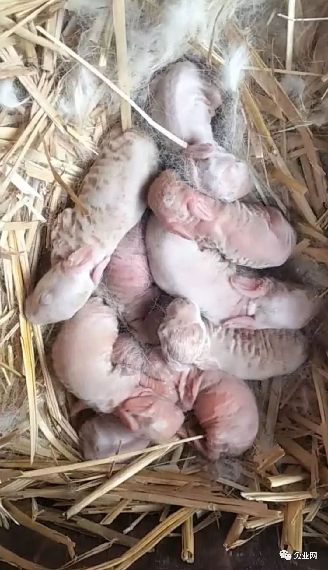 二,发病原因:在炎炎夏日出生的仔兔,如果兔舍里面温度过高,湿度过大