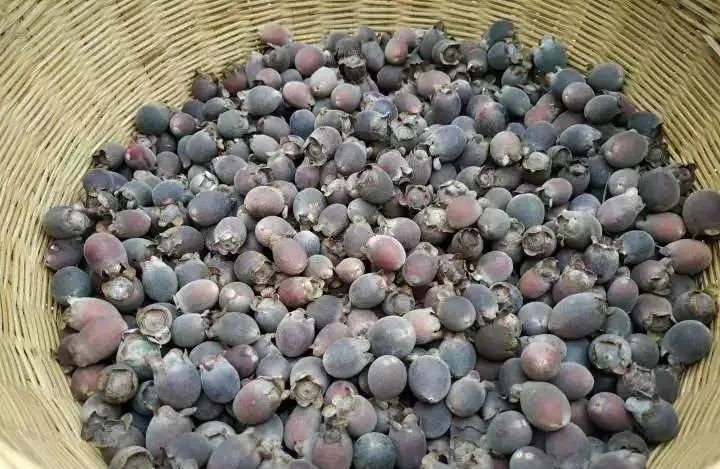 雷州人的童年回忆这种野果你一定摘过