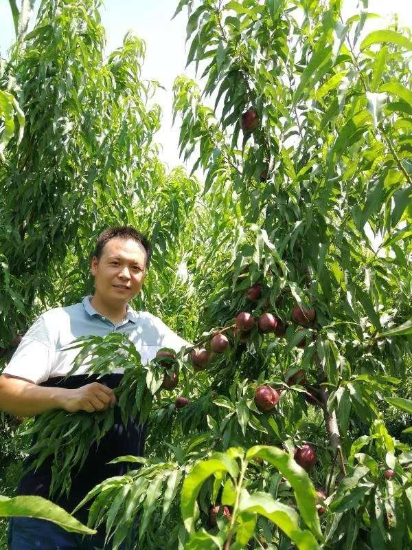 仅需1元百亩原生态桃园任摘任吃一年仅此一次