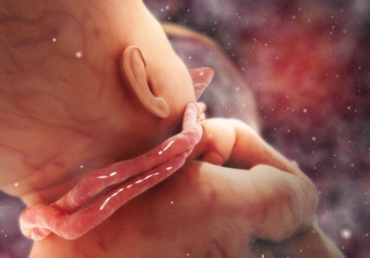 孕六个月胎儿真实图片图片